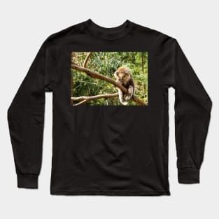 Koala, with legs dangling, in tree limb. Long Sleeve T-Shirt